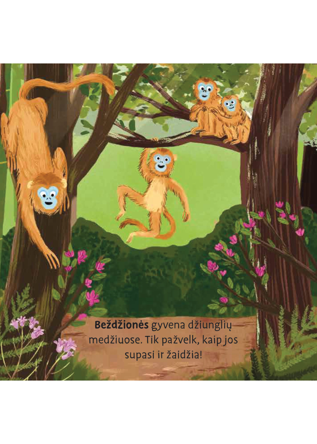 Dovanų rinkinys „Džiunglės“